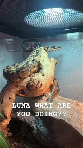 Climbing 🤦‍♂️#ballpython #subscribe