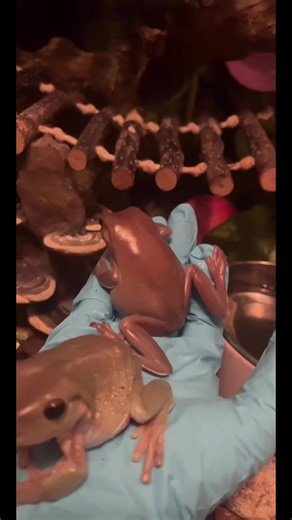 The gangs all here 😌🐸✨ #whitestreefrog #fyp #reptile #frog #dumpy | Whites Tree Frog