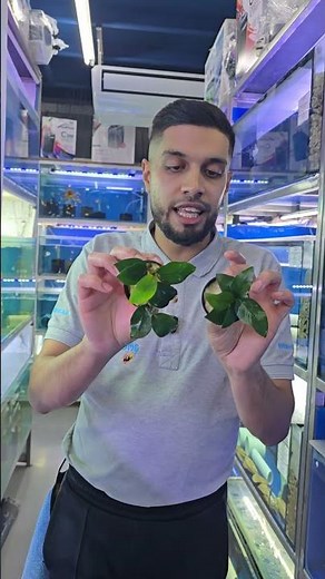 3 easy plants: Ludwigia, Anubias & Java Fern. Perfect for beginner planted tanks 🌿🐟