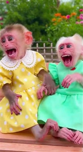 Baby Monkey Farts… and They BOTH Lose It Laughing! 🤣🐒