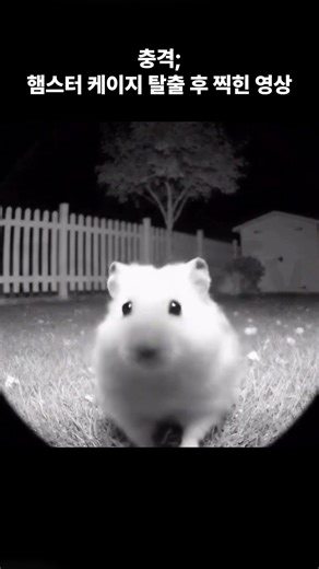 햄스터 탈출 충격주의ㄷㄷ #햄스터 #반려동물 #대학교