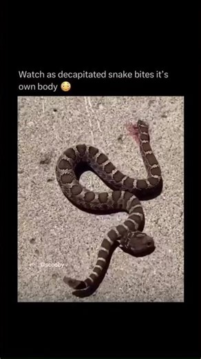 A decapitated snake bites its own body