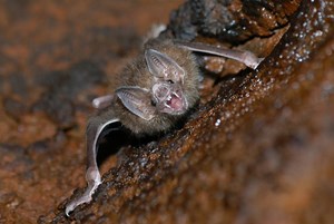 Characteristics of Bats, Types and What do they Eat? ▷➡️ Postposm