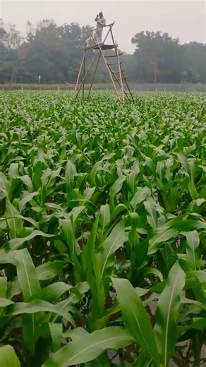 Corn Kheti #farming #corncultivation #nature #viralvideo