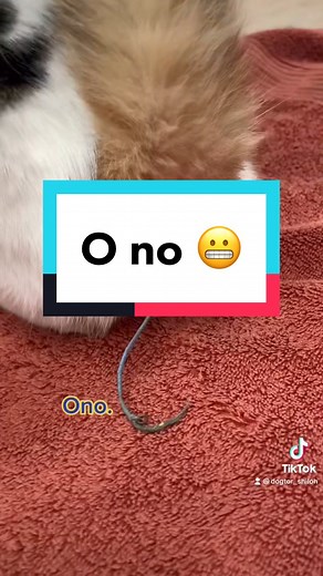 Cat Eating String Removal | What Would Pop-Tarts Do?