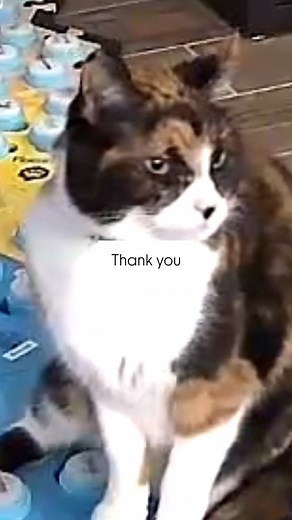 As much as I enjoy having conversations where Elsie strings multiple button presses together into a sentence, this is the sort of thing that just makes me so happy. She has no motivation to walk back to the board to say thank you. She doesn't get treats for it. It doesn't trigger anything else. She just wants to express appreciation. And then when she throws in a slow blink in her native language... makes me so happy If you want your cat to thank you for giving them breakfast, you can use the co