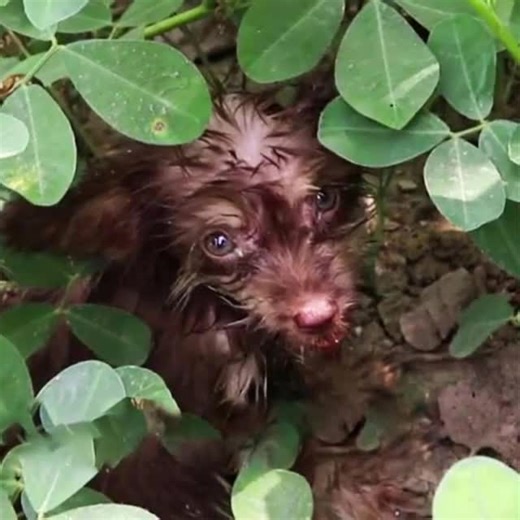 We discovered a tiny puppy abandoned near a trash can, bearing severe wounds, but with urgent veterinary care and lots of love, it embarked on an incredible journey of healing. This brave pup transformed from a fearful little creature into a playful and energetic companion, proving the profound impact of kindness and second chances.—[Full story in cᴑmments]👇 | Today News