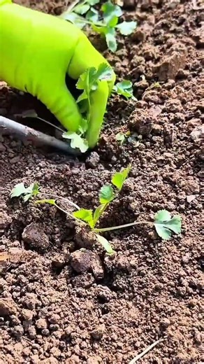 how to plant small tree seeds using simple tools