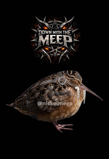 Oooowwaa 🗣️🗣️🗣️🗣️ | kiwi the bird