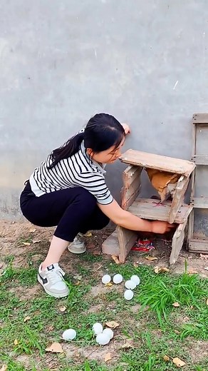 L#Feeding non-flying pigeons in rural areas #Large-bodied pigeons with ingot-shaped rings #Snowflake-shaped pigeons with ingot-shaped rings # #pigeon | Hongyi Pigeon Breeding