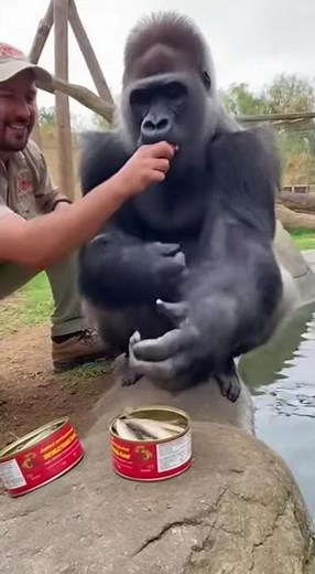 Canned herring! Even a gorilla couldn't stand the taste! #gorilla #unbelievably #zoo #fyp #ai