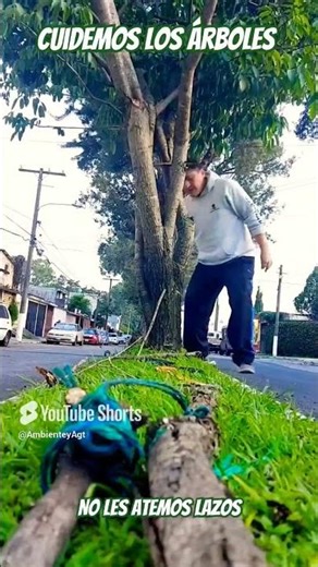 🌲🌳⚠️Let's take care of the trees⚠️🌳🌲#nursery #environment #nature #trees