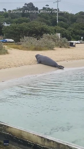 He’s back! The hulking elephant seal from Point Lonsdale has shown up on the other side of Port Phillip Bay. #seal #elephantseal #victoria #portphillipbay | Herald Sun