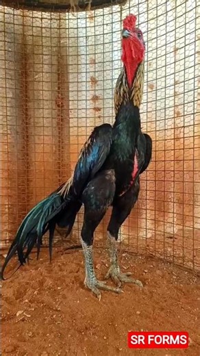 SR FORMS Java Murga aseel murga#viral#foryou#100k#views#Javamurga