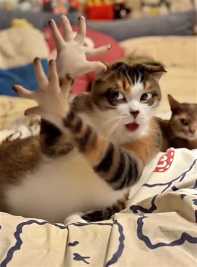 Fun Cat Dance Challenge: The Kongfu Cat Trend