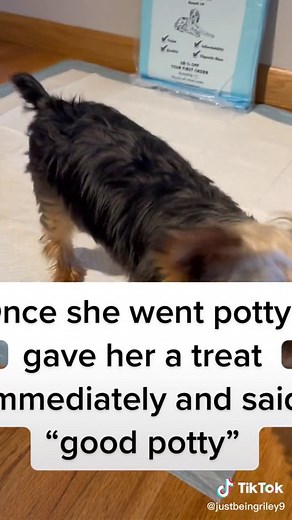 This video shows the struggles of recording Riley. Every time I try to record her she runs to me and just wants to give me kisses. But I hope this video helps people with potty training and i strongly recommend @PetsWorld, INC pads! #pottytrainning #fyp #fypシ #fy #fypage #fypp #foryou #foryourpage #foryoupage #viral #petsoftiktok #petlover #yorkie #yorkies #yorkiesoftiktok #puppy #puppiesoftiktok #puppies #dog #dogs #dogsoftiktok #dogmom #mom #pet #pets