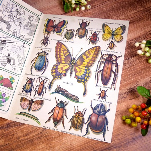 Vintage Entomology Book: Butterflies, Beetles, Dragonflies Illustrations - Etsy
