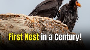 California condors are finally nesting in the Pacific Northwest after 100 years thanks to tribe’s efforts