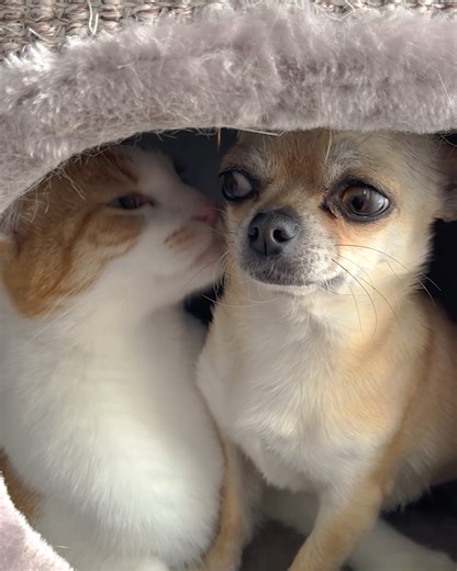 27K views · 1.4K reactions | Cat and Chihuahua are best friends 殺 | Animal Lovers | Facebook