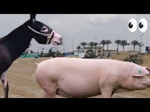 Facts Revealed Donkey and Pig Discover the interesting world of donkeys and pigs! The strangest five