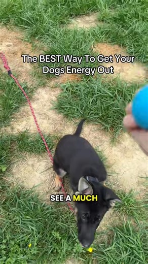 The BEST & FASTEST Way To Teach Fetch! #puppytraining #puppylove #puppytips #puppyclass #puppytrainingtips #puppytrainingclass #puppytraining101 #puppyclasses #privatedogtraining #clickertraining #dogowners #puppyparents | Best Buddy Dog Trainer, LLC