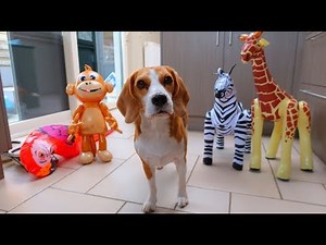 Dogs vs Inflatables Prank : Funny Dogs Louie & Marie