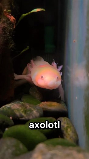 Mind-Blowing Axolotl Facts You Didn’t Know