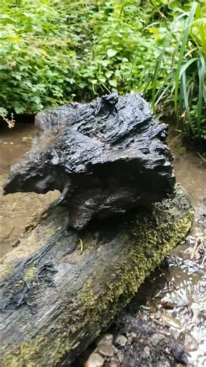 Got Wood? How to Find Oak Bogwood, Free Aquarium wood #aquarium #aquascape #wood