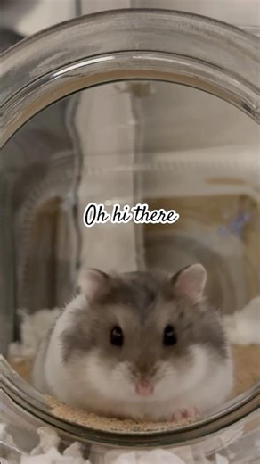 Cute & funny moments with dwarf hamsters 🥰🤣♥️