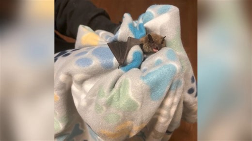 How to avoid bats in your house and what to do if you find them