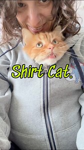 34K views · 7.5K reactions | We’ve all heard of a lap-cat, but have you heard of a shirt-cat? Pudding just may be the first of his kind. | The Oreo Cat | Facebook