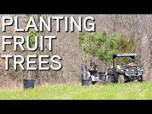Planting Fruit Trees | Things To Consider And Avoid