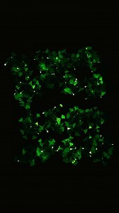 236K views · 2.9K reactions | Like fireflies in the night, Firefly petunia gets its ethereal glow through the same natural occurence in some bioluminescent fungi. Now available online on Home Depot: https://www.homedepot.com/p/Costa-Farms-Firefly-Petunia-Live-Outdoor-Plant-in-45mm-Mesh-Plug-Avg-Shipping-Height-5-6-in-Tall-3-Pack-P-FFP-G-POT-03-HD/334701434 | Costa Farms | Facebook