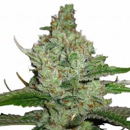 Hindu Kush Feminized Seeds USA - ILGM