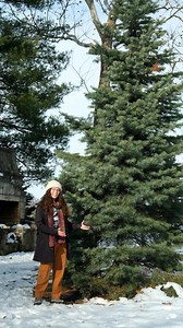 I’ve never had a conversation about White Fir and that’s a shame. Out of all the fir trees, White Fir (Abies concolor) is the best suited for Chicago area conditions—yet, it’s not planted as frequently as other evergreen trees like Colorado Blue Spruce or Black Pine. Obviously, planting native tree species is best, but it’s always good to know how to identify the trees in your neighborhood. #illinoisnature #plantidentification #treeidentification | The Conservation Foundation