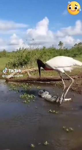 The Yacare Caiman Strikes First: An Insightful Encounter