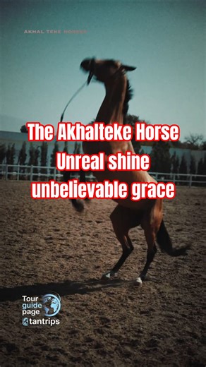 Legendary AkhalTeke,the Golden Horse with that jaw-dropping metallic glow that makes everyone stare