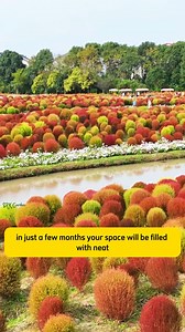 Burning Bush Summer Cypress | SRK