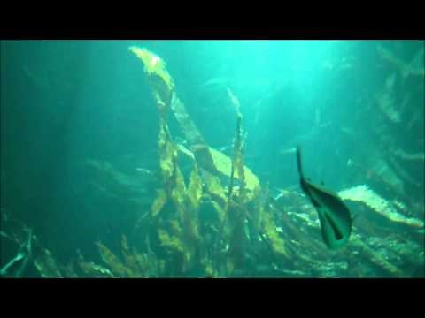 Fortbewegung bei Fischen Schwimmblase Flossen Wassertiefe 2015