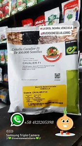 Cebolla Cavalier F1: Es una variedad de cebolla híbrida amarilla, precoz, de día corto, conocida por sus plantas vigorosas y sus bulbos globosos de alta calidad. Es especialmente adaptada para la producción en zonas con días cortos, con buen potencial de rendimiento y tolerancia a enfermedades foliares. Bulbos globosos de alta calidad: Los bulbos son uniformes, firmes, de color marrón claro y con buena resistencia a la floración. ✉️ De 100.000 semillas 📱 WhatsApp 58 4121205398 ジ💚 @inversionese