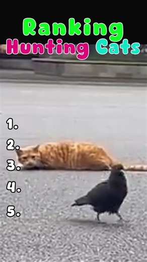 CATS EPIC HUNT RANK 😼😼#shorts #cat #fyp