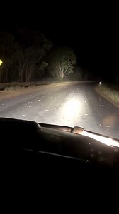 Mice crossing ahead! 🐭🚧🐭 Check out the mice at Collie, east of Warren in north-west New South Wales. Read more on the mice plague here: https://ab.co/3cusA9t 📹: Harry Gaynor | ABC Central West