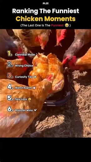 Ranking the Funniest Chicken Moments 🐔😂 #funny #epicfails #chicken