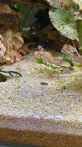 I picked up these Bumblebee Goby’s from my LFS and they told me they were true freshwater fish, but I’ve been having a hard time locating much information about any freshwater bumblebee goby’s - do you think my store was mistaken? Any info would be appreciated!