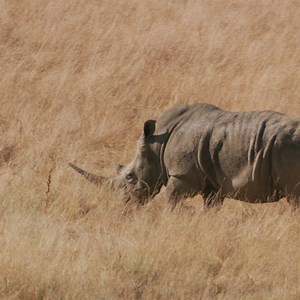 🚨 BREAKING NEWS: Poaching of African rhinos down - but drought and other threats drive losses globally 🦏 The poaching rate of African Rhino species dropped to its lowest level since 2011 (2.15%), according to a new report by IUCN and TRAFFIC Despite lower poaching rates in Africa, recorded population growth was low, due to delayed impacts of past droughts, inaccuracies in previous surveys, and ongoing policy management challenges. There was also a slight increase in Asian rhinos thanks to targ