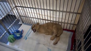 Young Lion Cub Recovering At Animal Charity Shelter In Lebanon After Captivity Ordeal