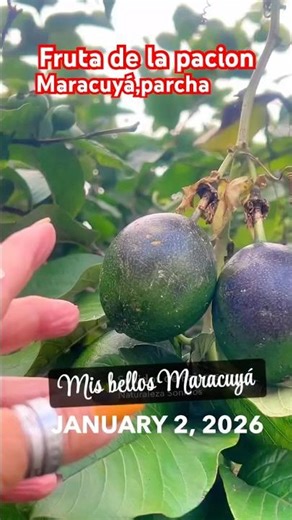 Passiflora .Maracuya fruta de la pasión hay 6 especies de frutos es granadilla para muchos
