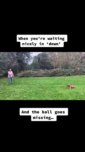 Adorable Cocker Spaniel Puppy Playing Fetch