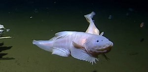 Snailfish: the ‘impossible’ fish that broke two deep sea records shows the importance of ocean exploration