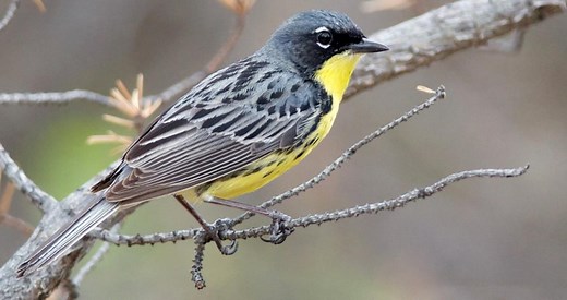 Kirtland's Warbler Identification, All About Birds, Cornell Lab of Ornithology